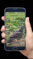 برنامه‌نما Suara Burung Tekukur MP3 عکس از صفحه