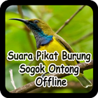Suara Pikat Burung Sogok Ontong Offline icône
