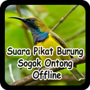 Suara Pikat Burung Sogok Ontong Offline APK