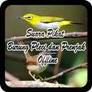 Suara Pikat Burung Pleci dan Prenjak Offline APK