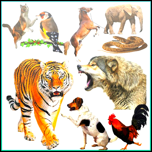 i suoni degli animali