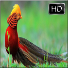Fond d'écran d'oiseau HD icône