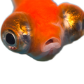 EyeFish Cam for Tango