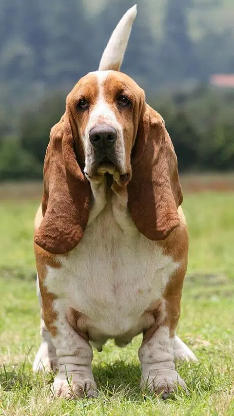 basset hound wallpapers APK for Android Download