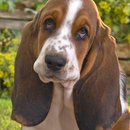 basset hound wallpapers APK