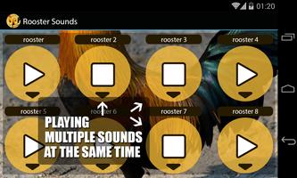 Rooster Sounds اسکرین شاٹ 2