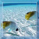 Killer Fish 3D Live wallpaper APK