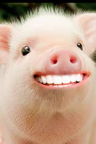 Pig Funny Photo Maker APK for Android Download Pig Funny Photo Maker APK for Android Download