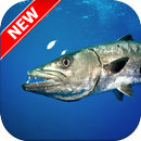 Barracuda Wallpapers APK