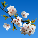 Cherry blossom Live-APK