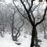 Dreamy Winter Scenery