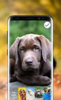 برنامه‌نما Funny Dogs HD Wallpaper Lock Screen عکس از صفحه