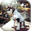 Écran de verrouillage Husky Dogs APK