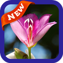 Bauhinia Wallpaper APK