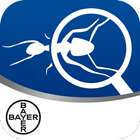 ikon Bayer Maxforce Ant Solutions