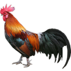 Chicken Sounds ikona