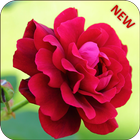 Rose Wallpaper 2018 - Red Rose Live Wallpaper HD icône
