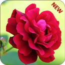 Rose Wallpaper 2018 - Red Rose Live Wallpaper HD APK