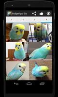 Budgerigar Sounds screenshot 3