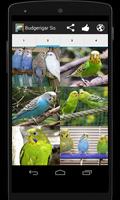 Budgerigar Sounds screenshot 1