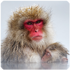 Snow Monkey Sounds آئیکن
