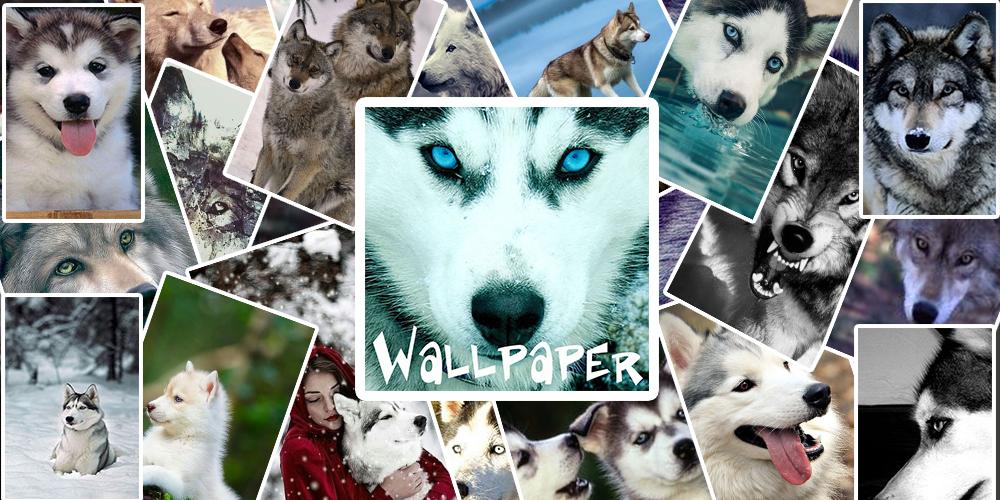 Husky Wolves Wallpapers Kawaii Background Images For Android Apk Download
