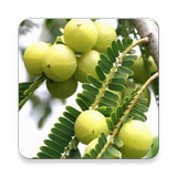 স্বাস্থ্য কথা - Health Talk ícone