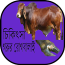 APK গরুর রোগবালাই ও চিকিৎসা