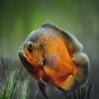 Fish Wallpaper ikona