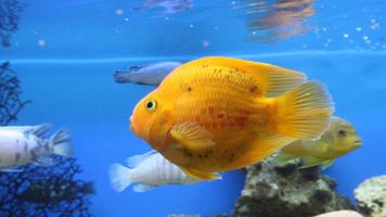 Fish Wallpaper plakat