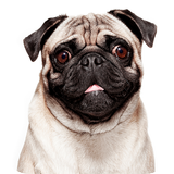 Talking Pug APK