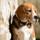 Papier Peint Beagle APK