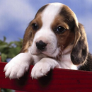 LWP Beagle APK