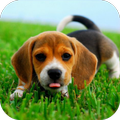 Beagle Wallpaper HD