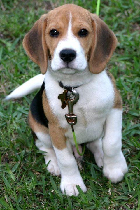 Beagle Wallpaper HD APK for Android Download Beagle Wallpaper HD APK for Android Download