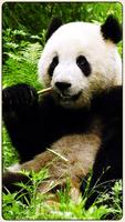 HD Amazing Giant Panda Wallpapers - Bear پوسٹر