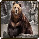 Fond d'écran ours APK