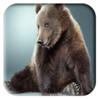 Fonds d'écran ours icône