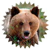 Медведи. Виды медведей. APK