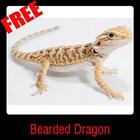 Bearded Dragon आइकन