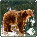 Bear Sounds aplikacja