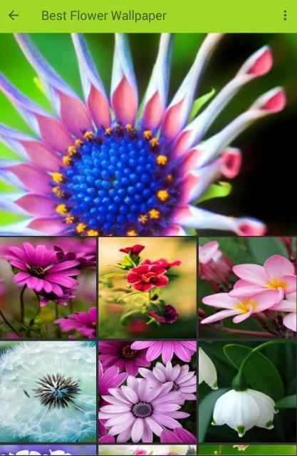 Unduh 6000+ Wallpaper Bunga Alami HD Gratis Unduh 6000+ Wallpaper Bunga Alami HD Gratis