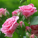 beautiful roses wallpapers APK