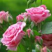 beautiful roses wallpapers