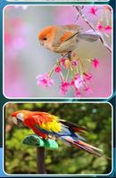 Beautiful Birds Gallery Photo Affiche