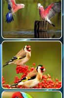 Beautiful Birds Gallery Photo capture d'écran 1