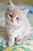 🐈Beautiful Cats Wallpapers - Kitty Wallpapers🐈 capture d'écran 1