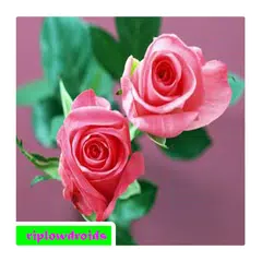 beautiful flowers ideas APK download