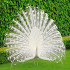 beautiful peacockLiveWallpaper icône