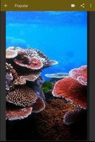 Beauty Underwater Wallpaper capture d'écran 3